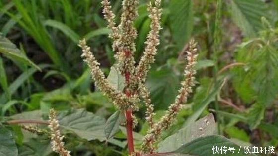 痔疮肿痛|民间称“仙草”,价值不菲,被列为“国宝”能入药当菜,还能护肝