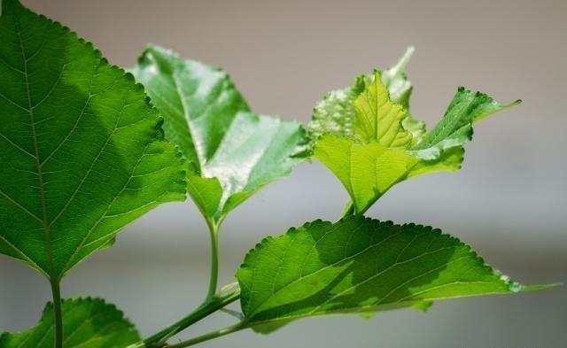 药材|黄芪加它泡一泡，每天喝一杯，补血养颜，皮肤细腻显年轻