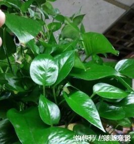 爱吃“油”的盆栽,你知道是什么吗只需喝2滴,1年养出百十盆