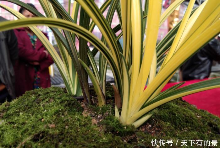 兰花“花草”和“艺草”配土小技巧，只需遵循1点，两者皆能养好