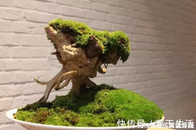 青苔|马路边常见“3种草”,养花盆里变“盆景”,好看又值钱!