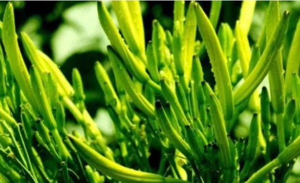 高产|黄花菜清热解毒,降燥泄火,想要收获高产优质的黄花菜,只需五点