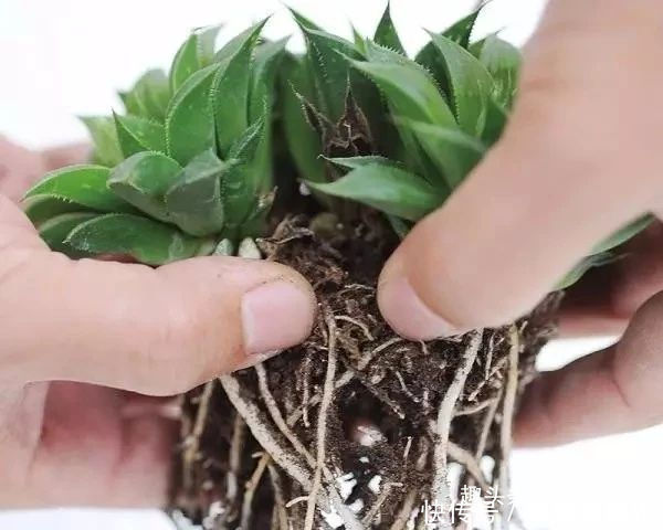 叶片|这三种简单方法可以繁殖多肉植物,叶片、枝条和侧芽都可培育