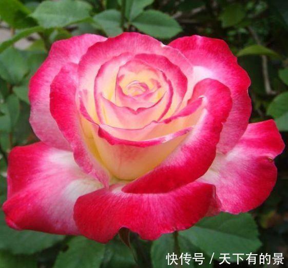 4种花好养易活花量大，浇水就疯长，开花爆盆很容易