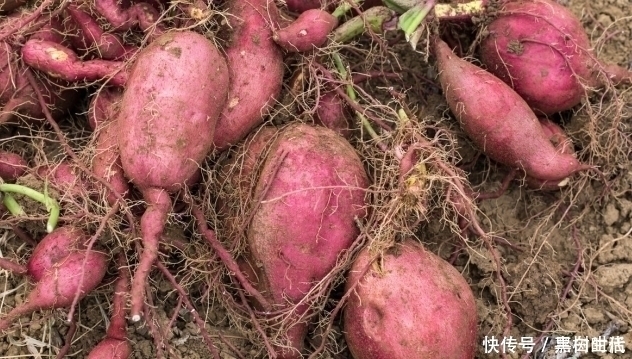 医生|医生提醒：血压高的人，除了盐，还要警惕“3素”，越吃血压越高