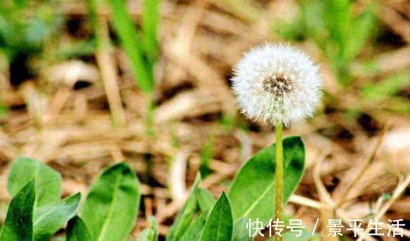 天生一对|蒲公英配它天生一对,早晚一杯,色斑淡了,肝也干净,早看早知道