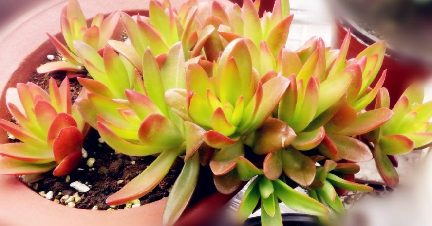 怎么将多肉火祭养得“红红火火”?注重这些技巧,不难