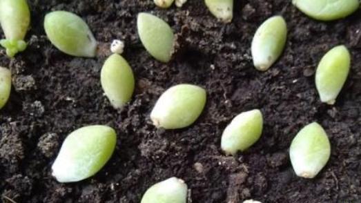 想养一盆“新玉缀多肉”,就学正确繁殖方法,轻松生根,养成功