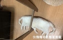 小猫|全球的猫都想屏蔽这个日本人，他到底做了多少沙雕手办？