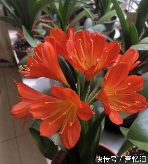 君子兰叶子开裂,出现黄斑,平常养护需注意,不要碰它的叶子