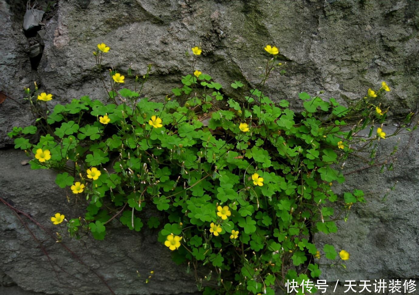 危害|花盆里有些“杂草”，都是大祸害，见了赶紧拔，危害大