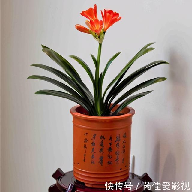 适合小盆养的“5种花”，大盆“不利于”生长和开花，可别搞错了