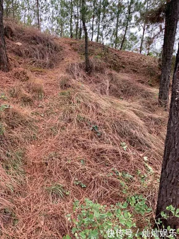 花土|2种土到处有,挖一点养花特别好,疏松透气肥力足,还不烂根!