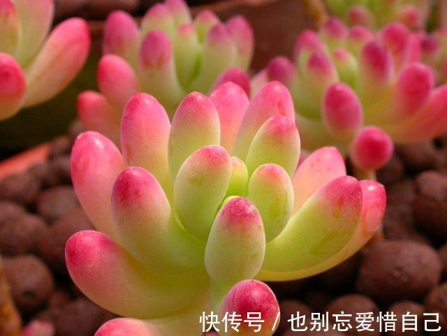 适合家养的5种花卉,好养易活易爆盆,花色艳丽,阳台开成小花园