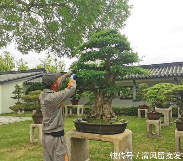 杂木|上海植物园迎来初夏盆景修剪季