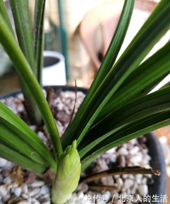 蕙兰|养“惠兰”最省心，30天浇次水，叶子绿油油，花期长达60天