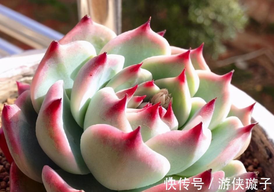 喜欢养多肉，天冷莫错过这3样，好活又漂亮，盆栽上色出状态易