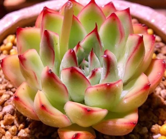 家庭盆栽多肉管理妙招抓住4个细节，叶片肥美、精神足