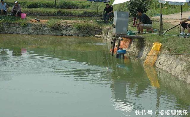 钓友|别人钓大鱼我钓小鱼，一上午钓了一小盆，却无人认识它，求鉴定