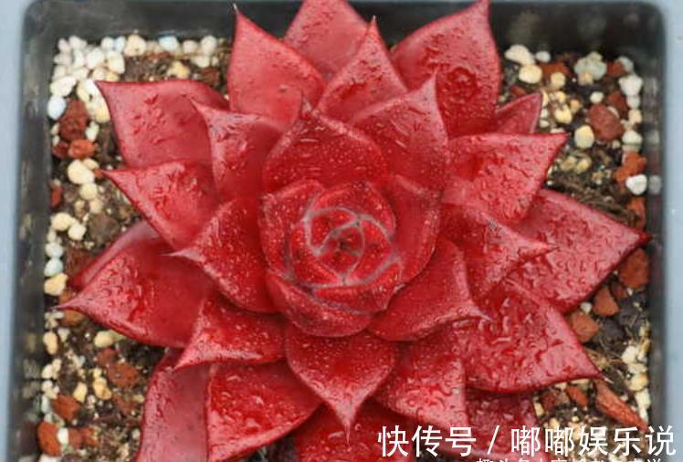 罗密欧|叶片四季皆红的多肉罗宾,不管你说它好不好养,反正我是觉得好养