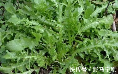 养血补血|农村这些野菜人见人爱,能消除疲劳,养血补血,不妨一试