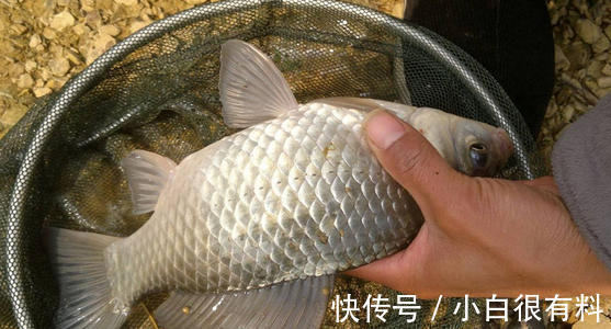 中风|这4种鱼或含有甲醛和重金属,尽量少吃,建议了解一下