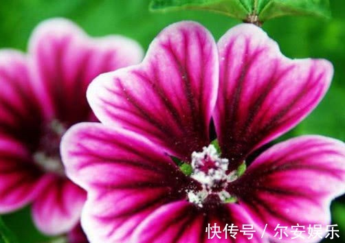 锦葵怎么养护更鲜艳教你3个小妙招,养出花色艳丽又灿烂的锦葵