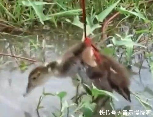 钓鱼|男子钓鱼发现水中有黑影,竟把一斤多的鸭子拿来做诱饵,还真舍得