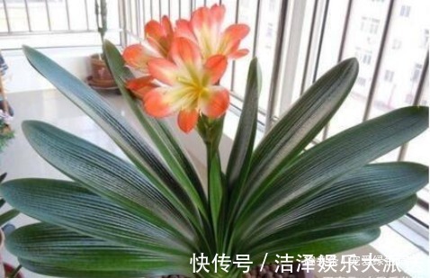 养君子兰用“1种液体磷”,用上4-5滴,叶片宽又亮,花开得多