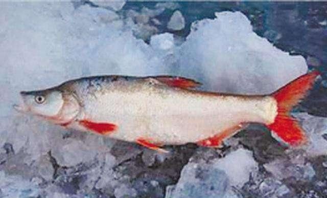 就别错过|去菜市场买鱼的时候,如果看到这四种淡水鱼,千万不要错过