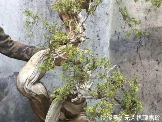  盆景|养3种“盆景树”，值钱又“镇宅”，比牡丹、绿萝好看，也好养！