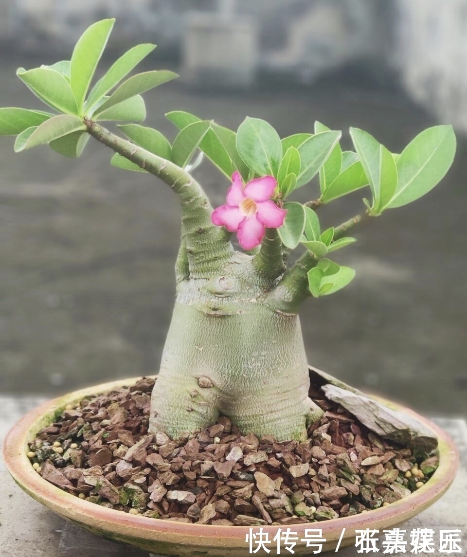 进入深秋,4种花要“旱着养”,水浇多了就烂根,真是帮倒忙