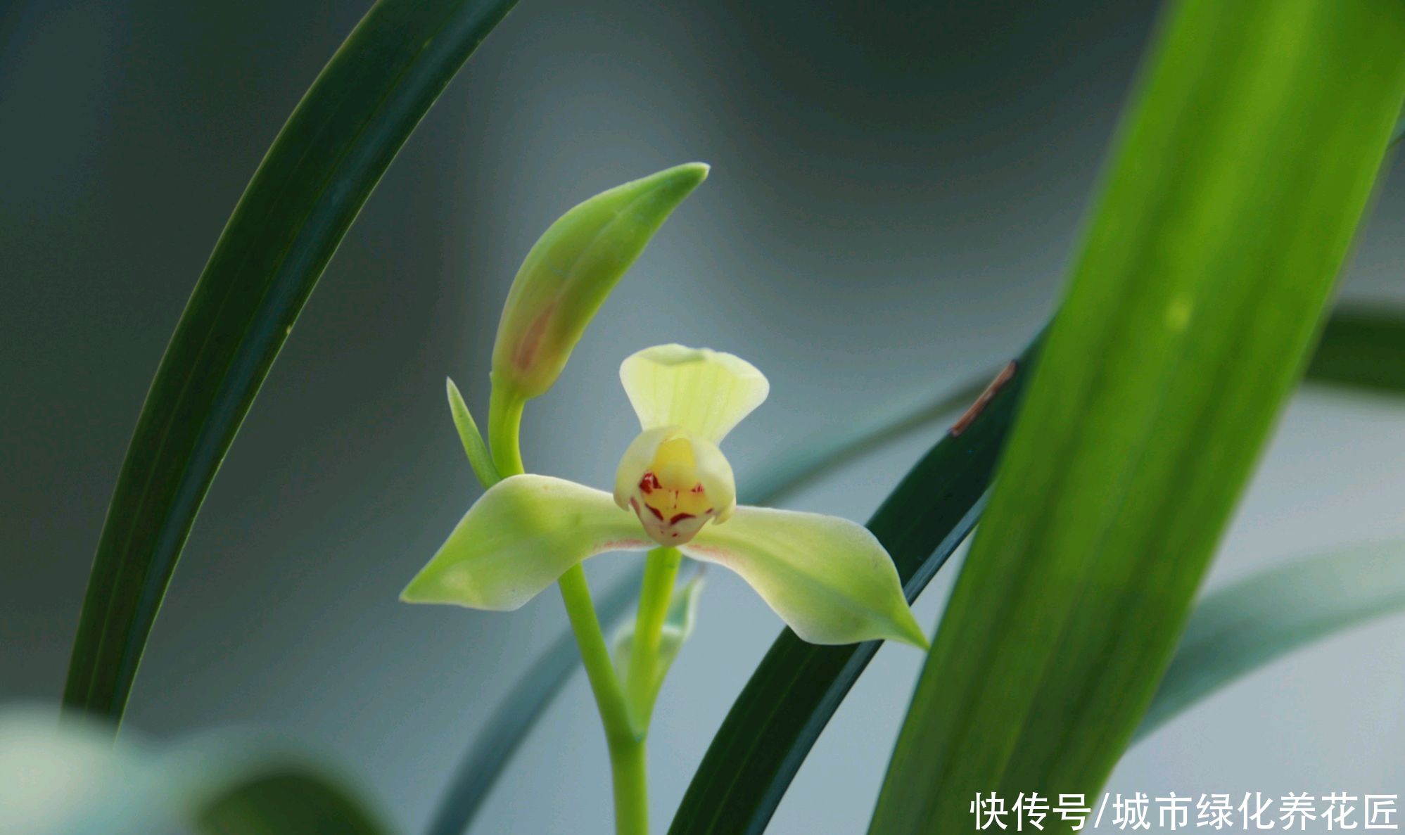 韭菜|3年的兰花养成了爆盆韭菜，有必要给兰花分苗换盆吗？