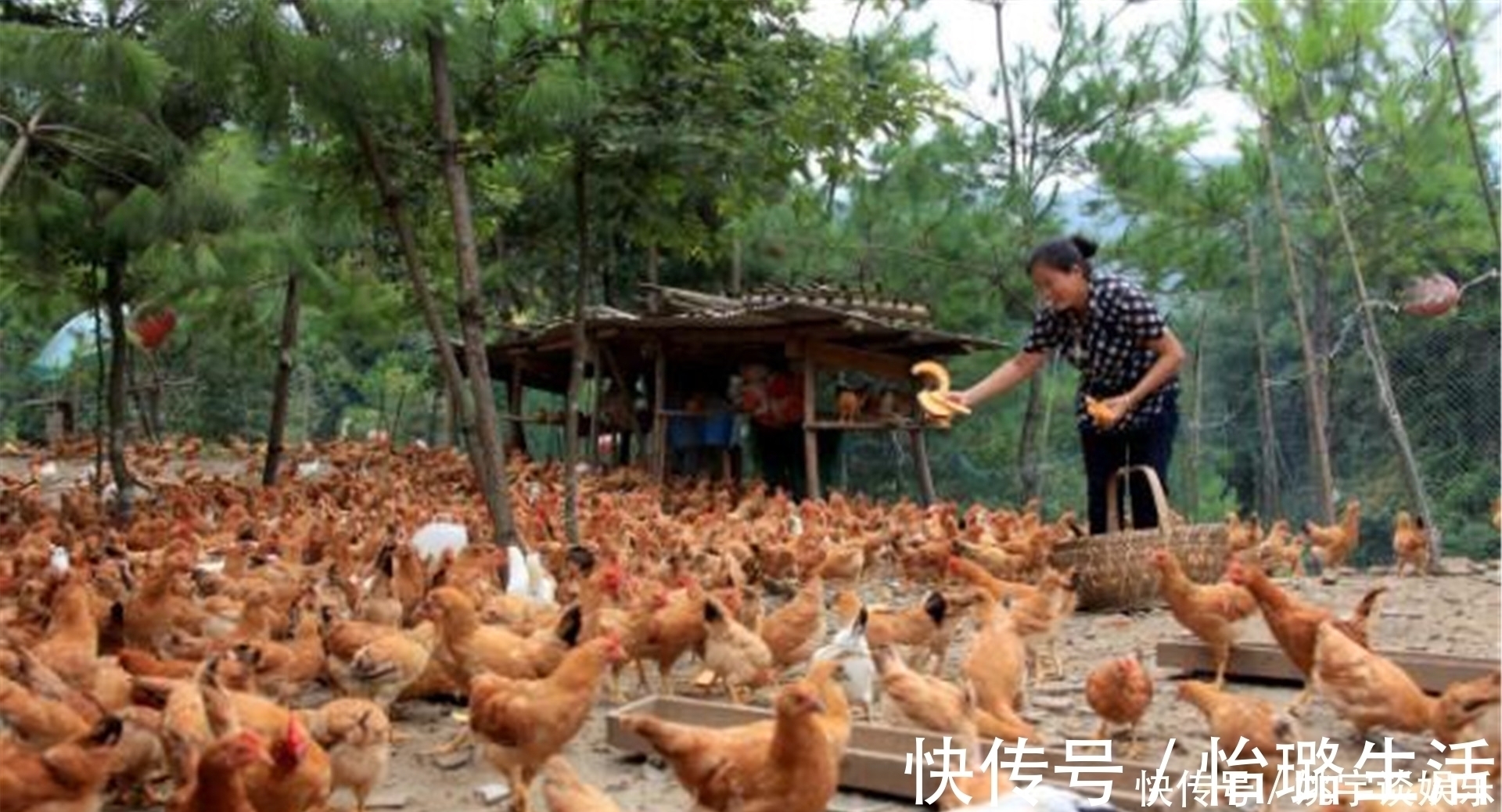 越绝书$农村土鸡“跌落神坛”，为何现在城里人，对农村土鸡没兴趣了？