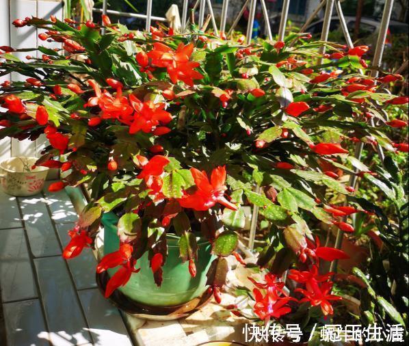 花苞|养花技巧:蟹爪兰一片叶子,蹿出10个花苞,给它喂啥好东西了