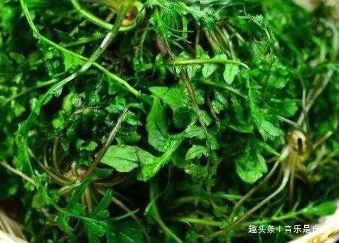 紫苏|女性不想老太快，多食4种食物，排毒素清，补血美容，滋养肌肤！