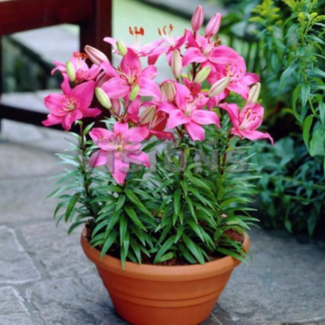 绿色植物|养花还买花肥家里的此几样“垃圾”扔盆里,植物叶油绿、开花艳