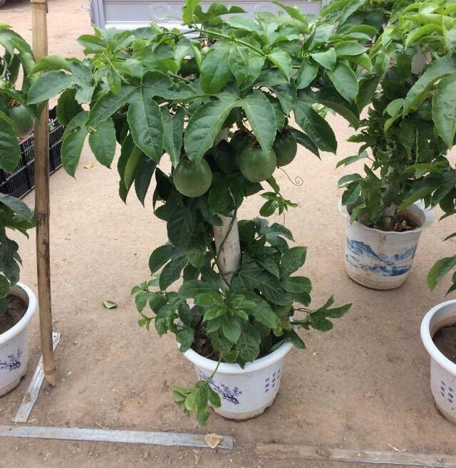 1种“水果”,秋天剪1个枝插盆里,20天长根,年年结满果,吃不完