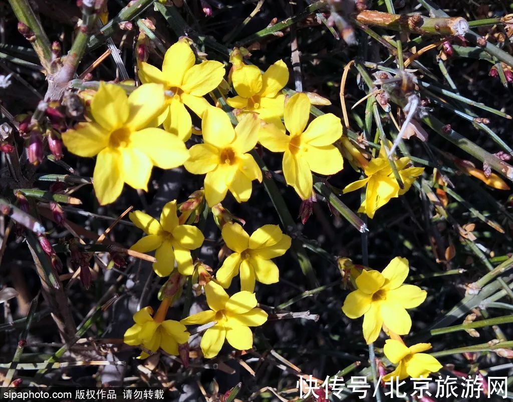 北京市|虎年的迎春花开了！3月京城即将迎来颜值巅峰~