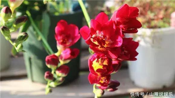 还在养绿萝家里养盆“香香花”,好看好闻,清香四溢精神好!