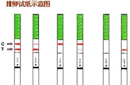 规律|月经不规律的女生如何把握受孕好时机呢？以下2个点或许可以帮你