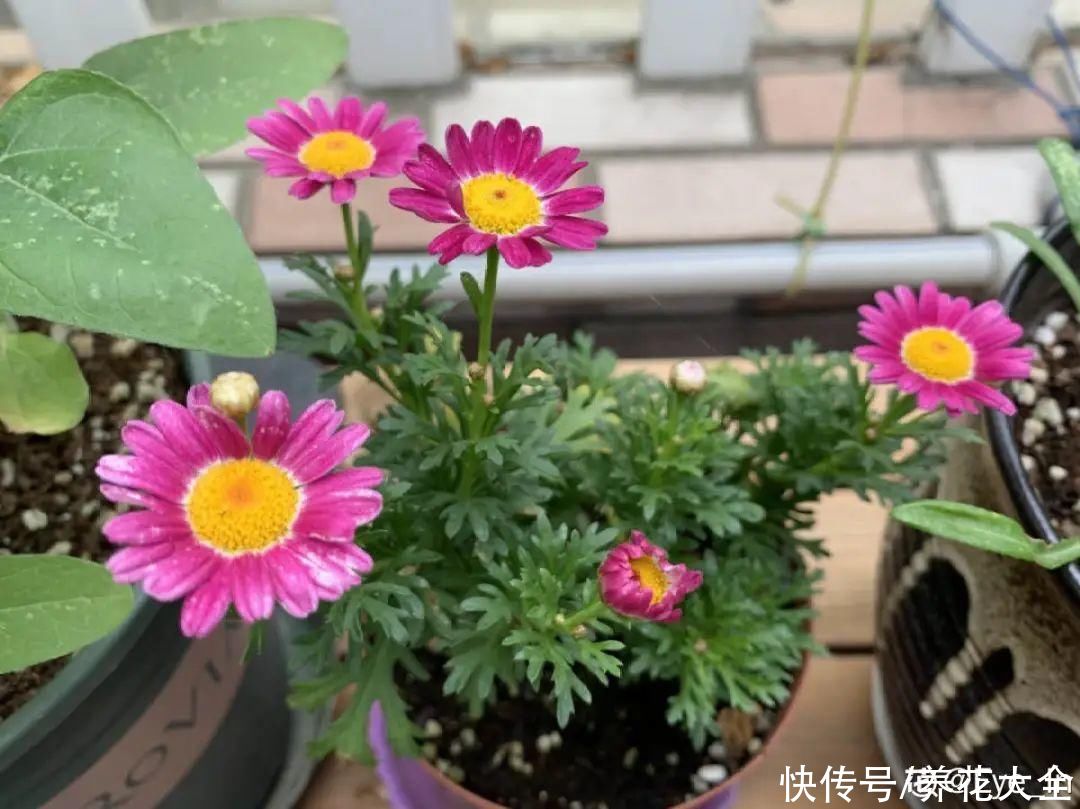 天竺葵|7种花养老桩不好，多扦插、养嫩苗，才能年年开花