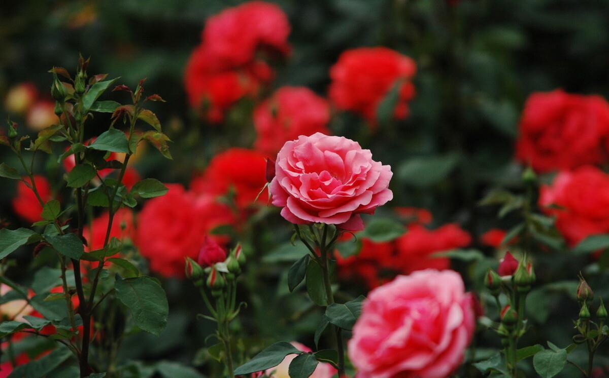 月季花盆栽养殖方法,学会这些基础知识,轻轻松松也能养好