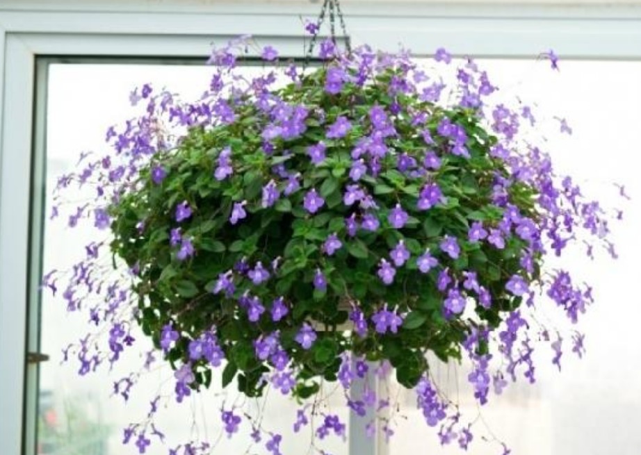 4种花好养又漂亮,开花爆盆很简单,满树都是花朵,漂亮极了