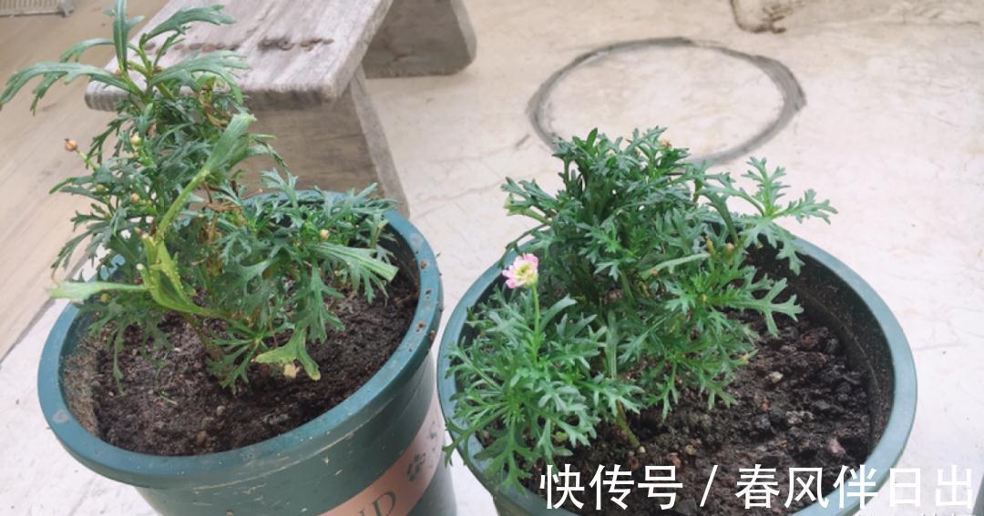 施肥|8种花赶紧剃头,剃得越狠,开花越多