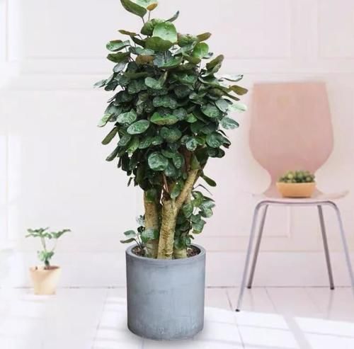 简欧|为了让客厅大气，我任性放了4种花，现在谁见了都说好看