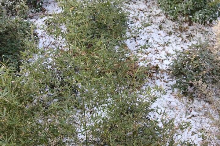 小雪&雪｜昨日的小雪