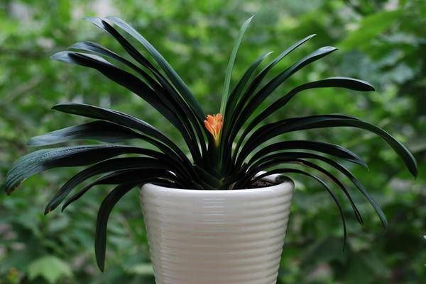 休眠期|君子兰“夹箭”怎么办叶片“扒拉扒拉”，来点肥蹿得高开花红艳