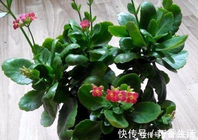 小花|6种花，得“虐”养，少浇水，用破盆，越不管长得越好！