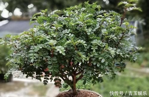 家里不通风、异味大,就养“3种花”,不仅有香味,还净化空气